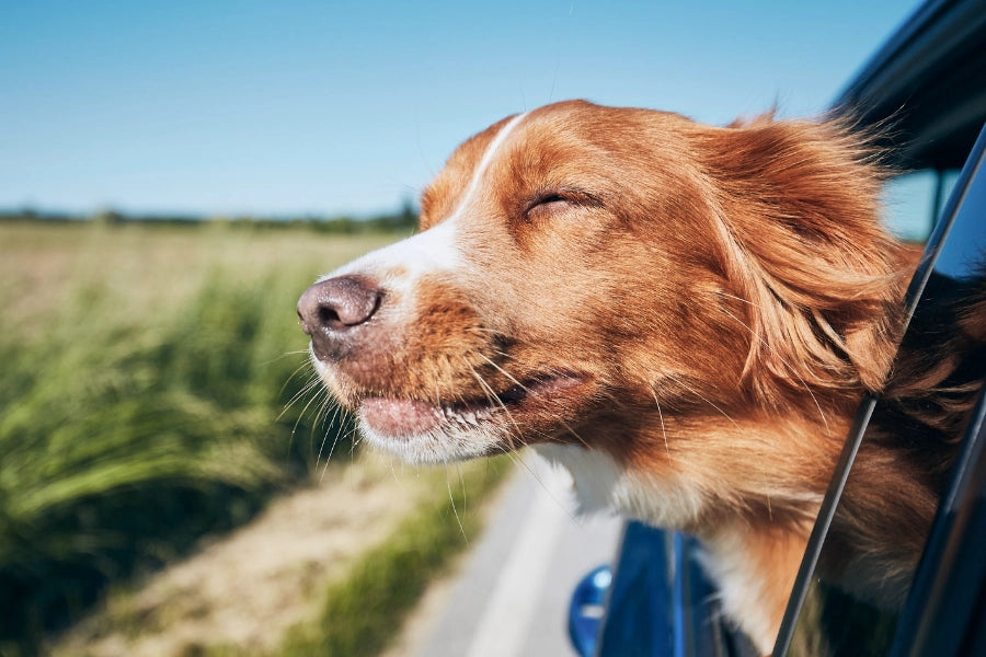 Tipps für sicheres Autofahren mit deinem Hund