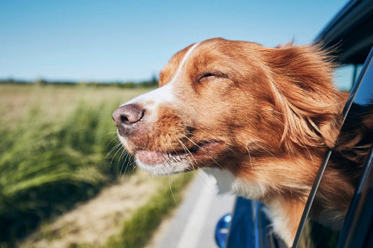 Tipps für sicheres Autofahren mit deinem Hund