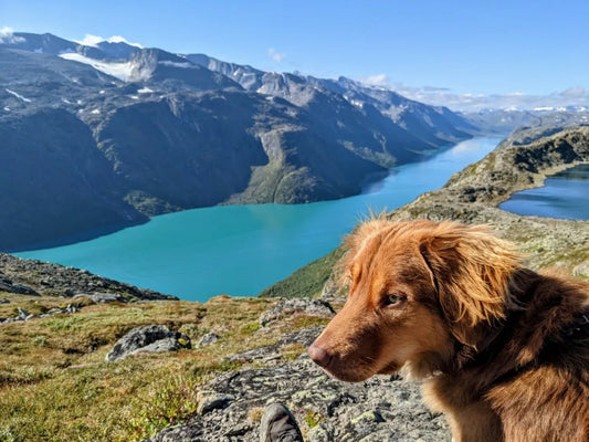 Mit deinem Hund nach Norwegen, Dänemark reisen