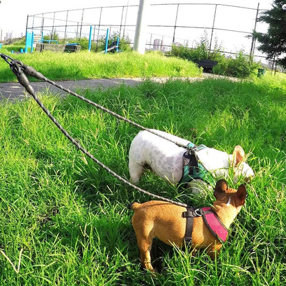 Doppelleine für 2 Hunde - Sicher und langlebig